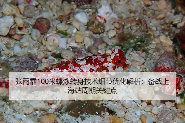 张雨霏100米蝶泳转身技术细节优化解析：备战上海站周期关键点